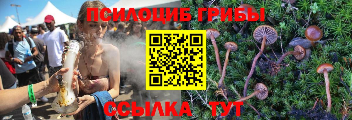 Галлюциногенные грибы Psilocybe  Вход с VPN  Лесной 